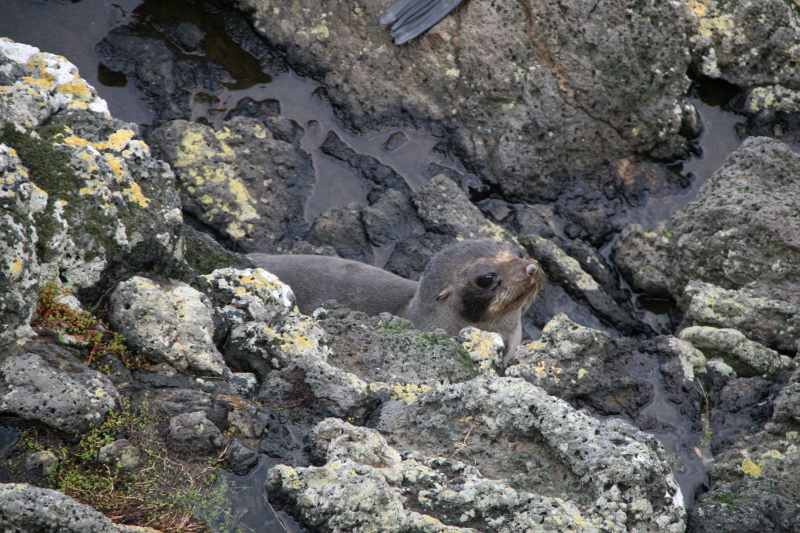 Nieuw-Zeeland 2011 - 1986